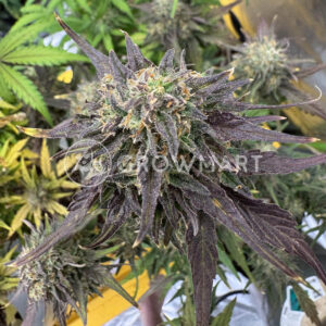 Juicy_Zkittlez_Auto_seminka_konopi