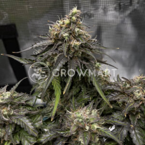 Lemon_Auto_seminka_konopi