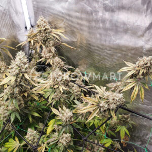 Monkey_Glue_Auto_seminka_konopi