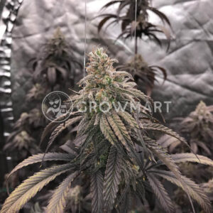 Peyote_Wifi_CBD_2_seminka_konopi