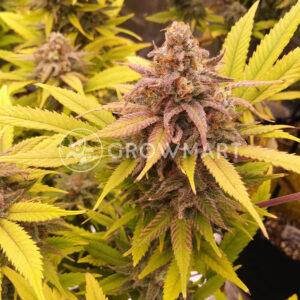 Peyote_Zkittlez_seminka_konopi