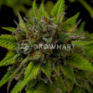 San_Fernando_Valley_x_Purps_seminka_konopi