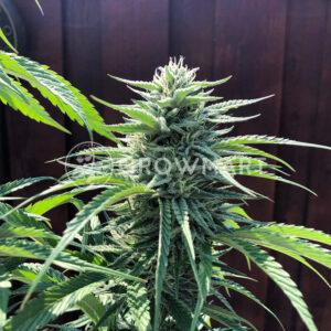 Seedsman_CBG_1_seminka_konopi