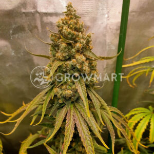 Sensi_Purple_Kush_seminka_konopi