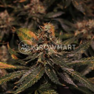 Silver_Haze_seminka_konopi