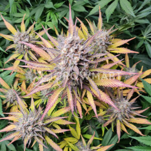 Strawberry_Cheesecake_Auto_seminka_konopi