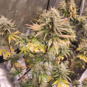 Sweet_Cherry_Kush_seminka_konopi