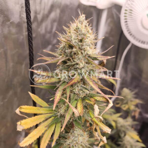 Sweet_Cherry_Kush_seminka_konopi