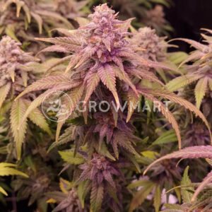 Tropical_Cookies_Double_XL_Auto_seminka_konopi