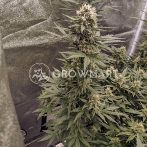 Wedding Cake_x_Frosty_Gelato_Double_XL_Auto_seminka_konopi