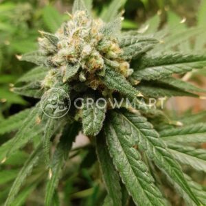 Wedding_Cake_x_Frosty_Gelato_Double_XL_Auto_seminka_konopi