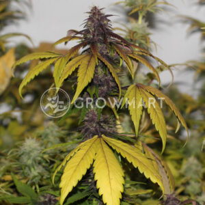 Dark_Lemonade_Auto_seminka_konopi