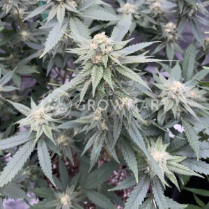 Challah_Bread_seminka_konopi