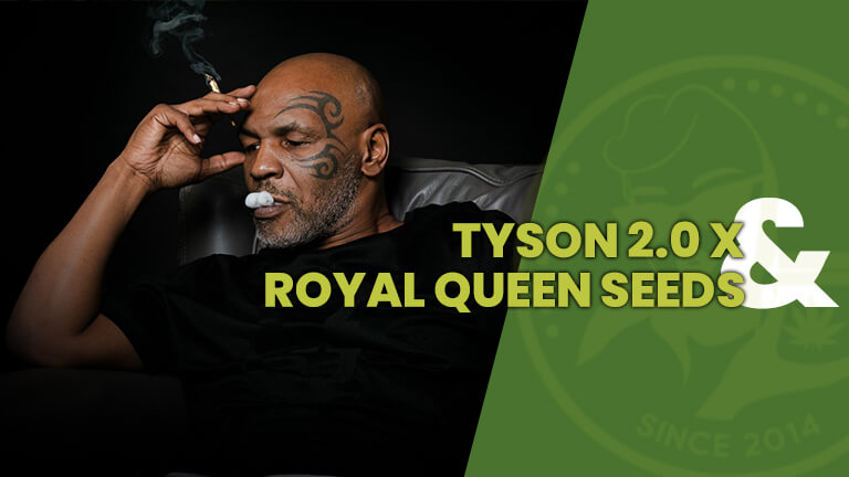Tyson 2.0_x_Royal_Queen_Seeds