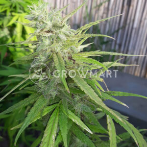 Chocolope_Kush_seminka_konopi