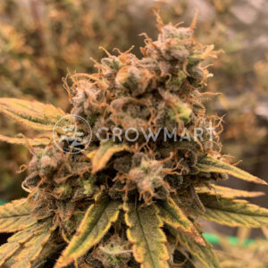 DNA_CAKE_seminka_konopi