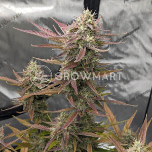 Florida_Gold_seminka_konopi