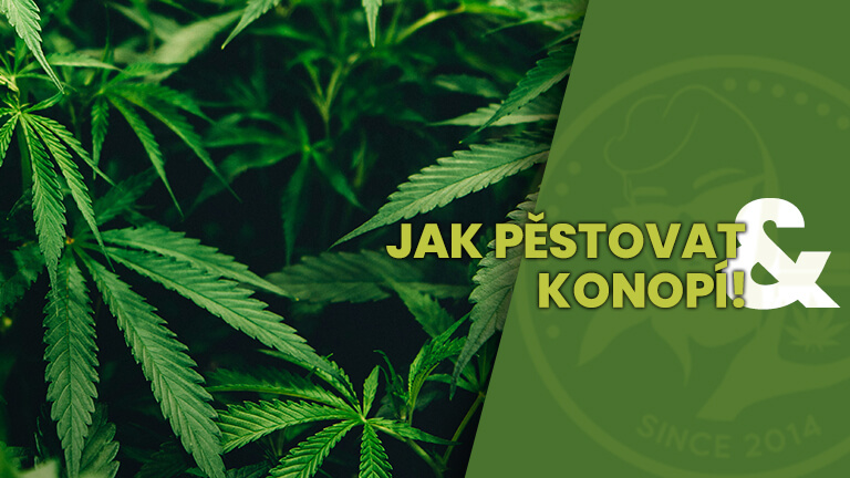 JAK PESTOVAT KONOPI